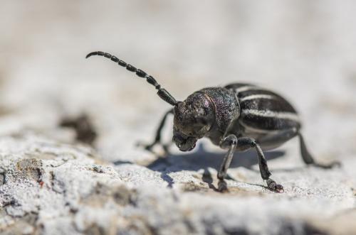 Réf. 226 909 : Iberodorcadion fuliginator
